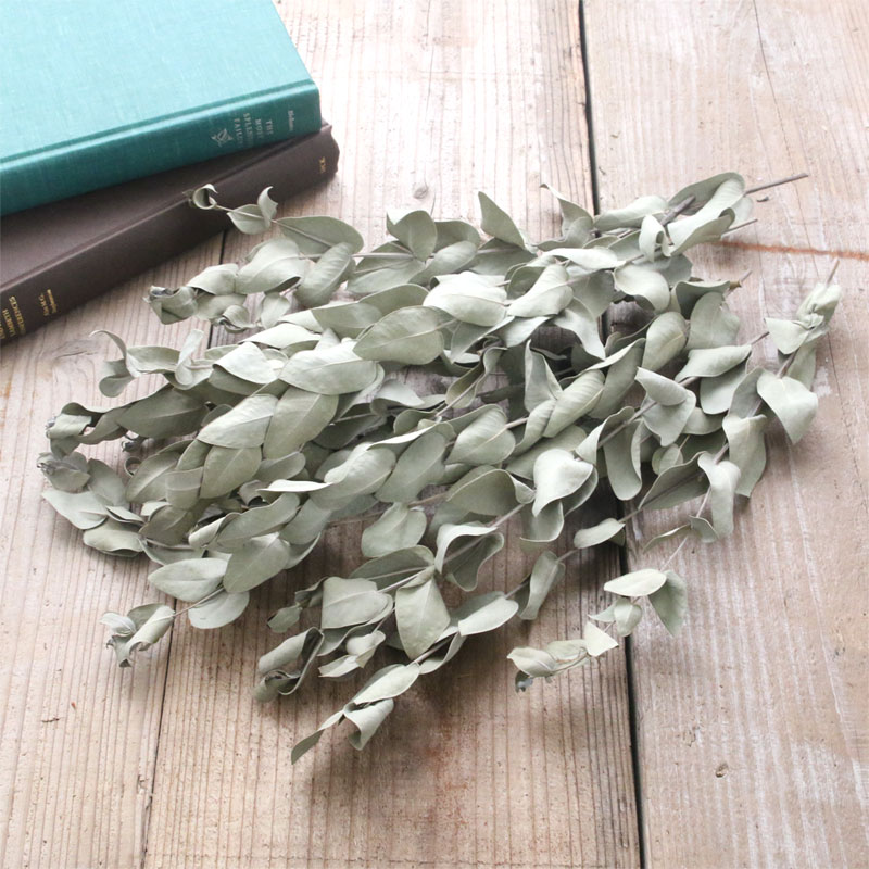 楽天市場】ドライフラワー 花材 即日出荷 ユーカリ・ドライ ショート