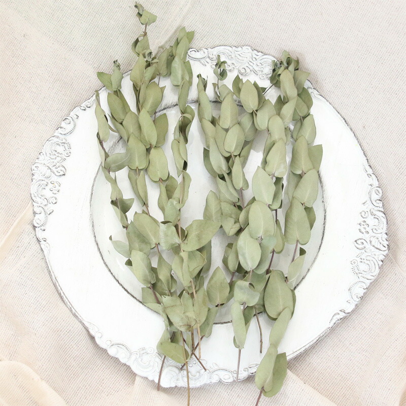 楽天市場】ユーカリグニー ドライフラワー 10本セット （長さ約25~30cm