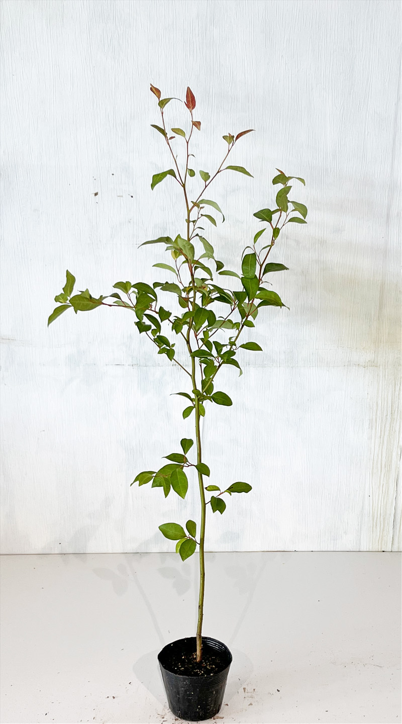 楽天市場】クロモジ 9〜10.5cmポット苗 数量割引あり/樹高10〜20cm