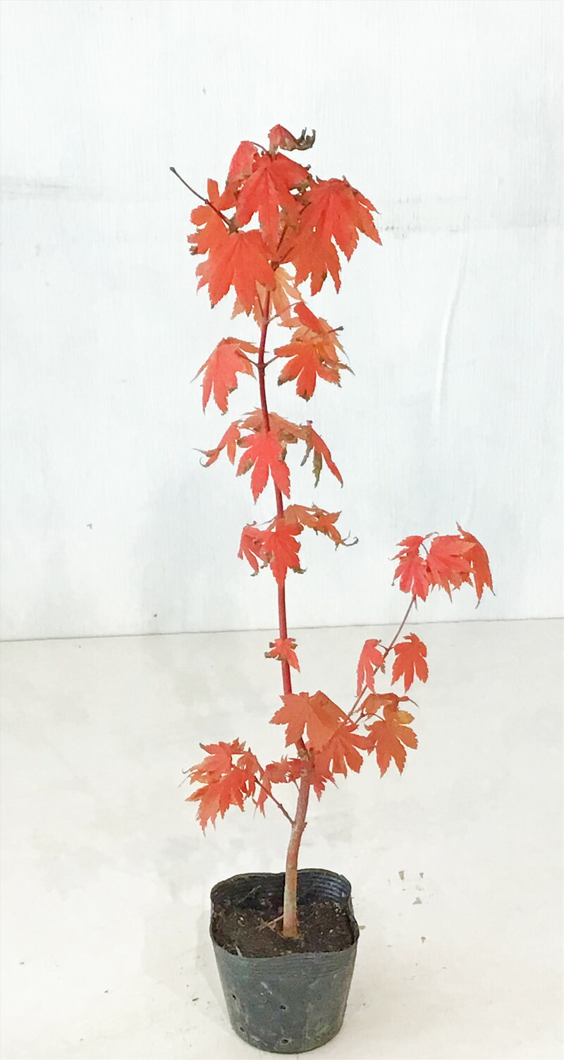 逸品。コハウチワカエデ2.4M(鉢底から) 逸品。コハウチワカエデ2.4M(鉢底から) - メルカリ