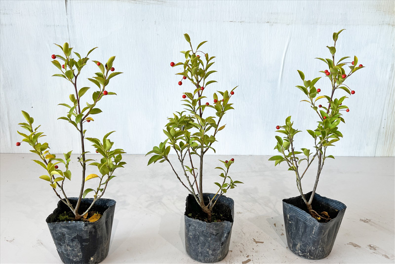 クロソヨゴ寄せ株/312