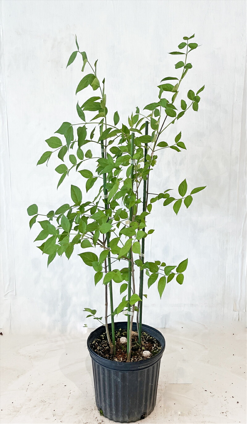 楽天市場】ツリバナ 苗木 6号 樹高約80cm : 千草園芸