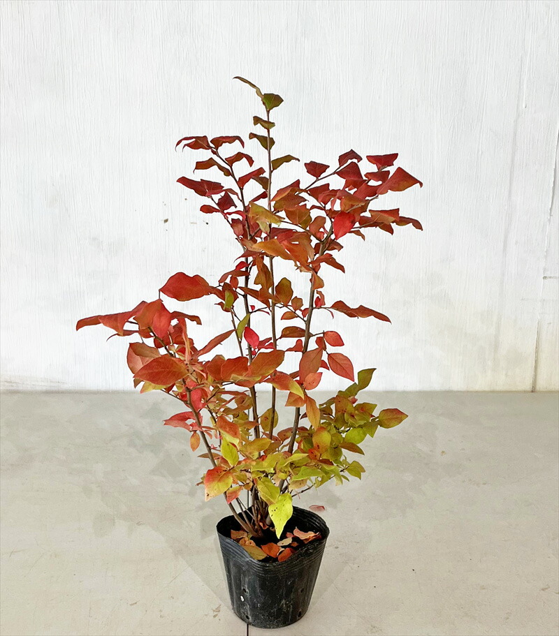 ナツハゼ？鉢付き盆栽 楽天市場】ナツハゼ 盆栽の通販