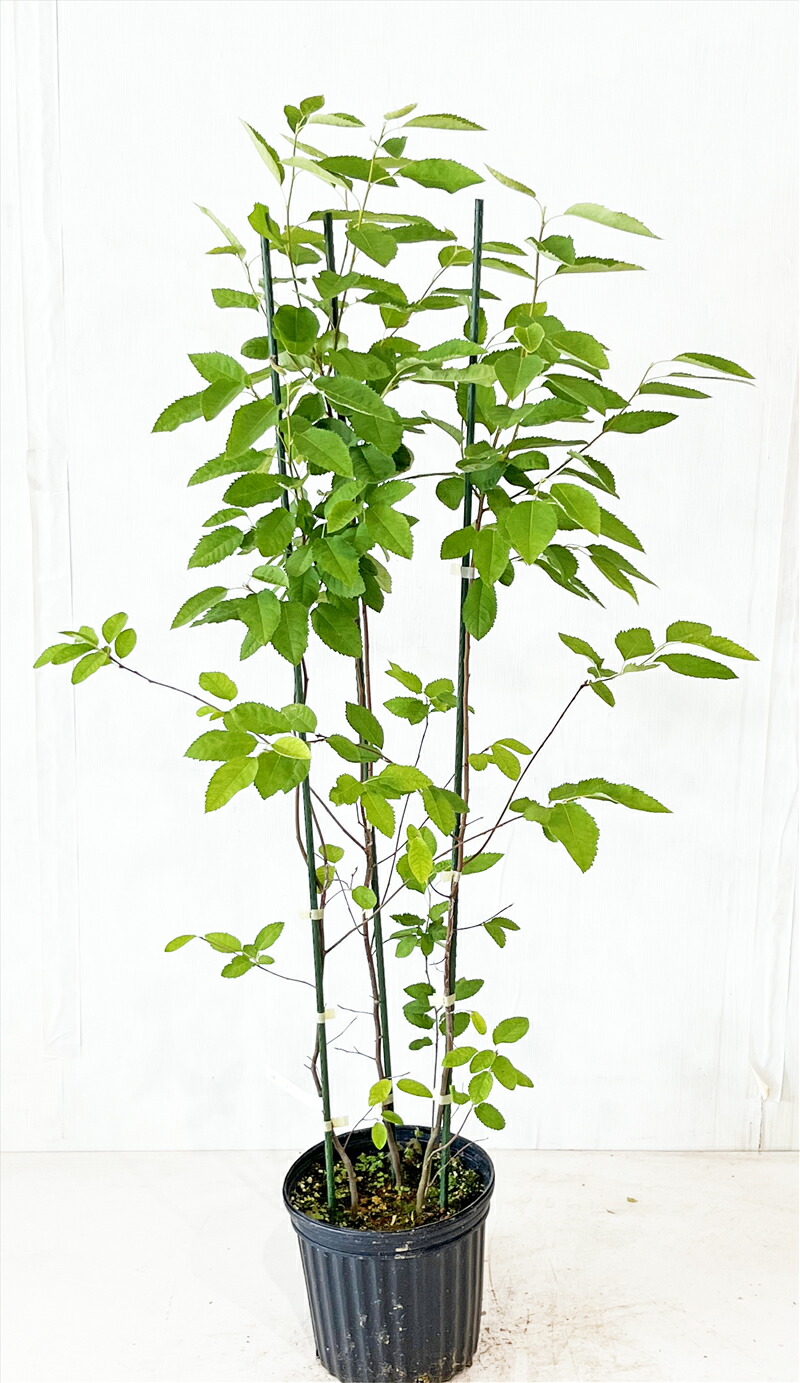 クロソヨゴ寄せ株/313