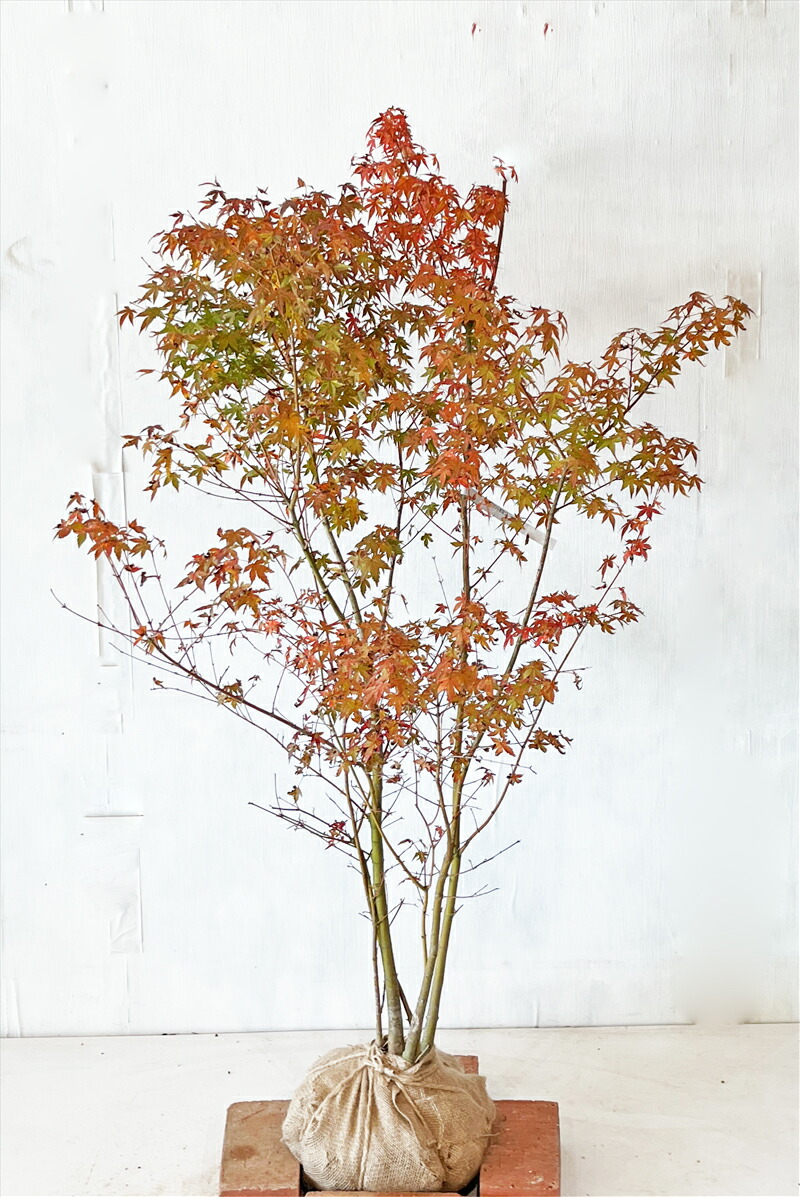 楽天市場】【現品発送】イロハモミジ 苗木 株立ち 樹高2m N849《新緑