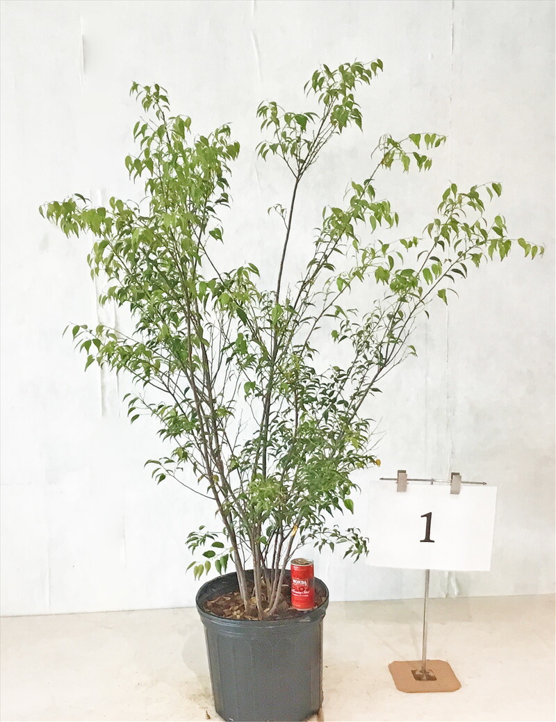 うめリクエスト商品　マルバノキ3.2M(鉢底から) うめ様専用リクエスト商品 マルバノキ3.2M(鉢底から) - メルカリ