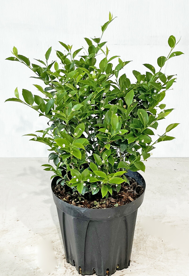 楽天市場】【ヒメシャラ】 株立（寄せ株） 樹高1.2m～1.5m サンプル