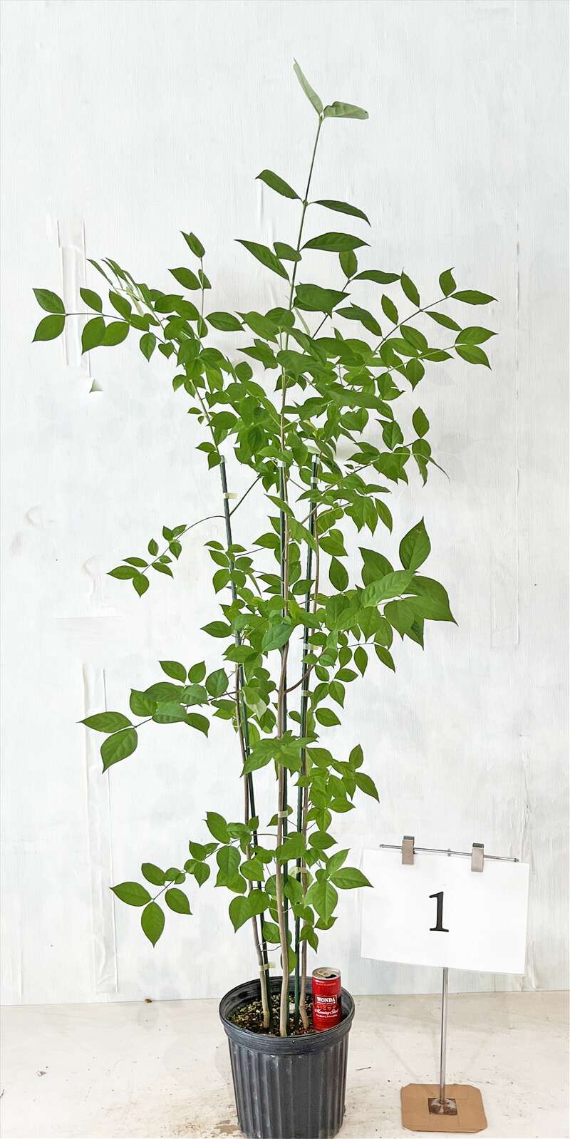 うめリクエスト商品　マルバノキ3.2M(鉢底から) 楽天市場】【送料無料】マルバノキ3本セット 高さ0.4m 鉢底から