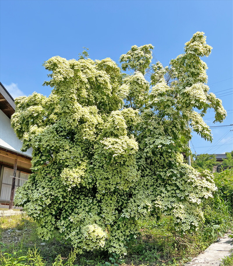 ジューンベリー株立ち（2～3本立）樹高1.5m根巻き の通販 | 園芸