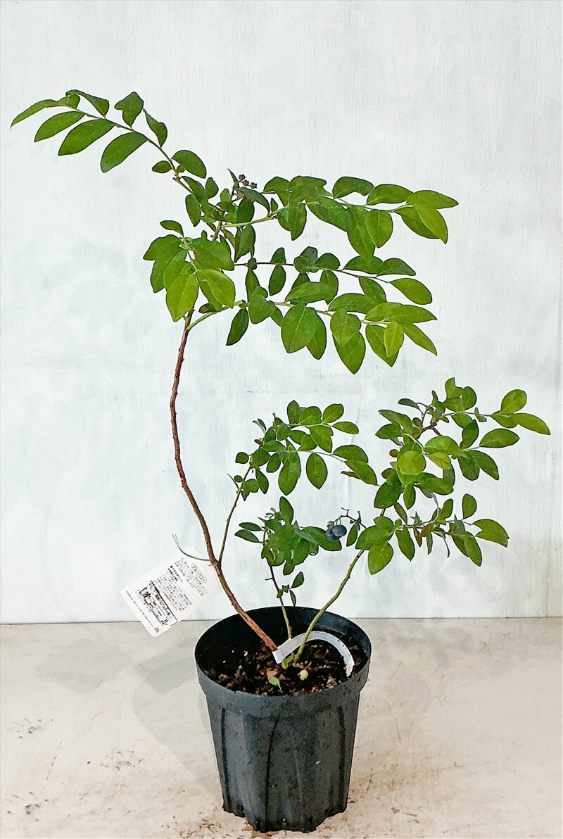 優良 ジューンベリー株立1.5M(鉢底から) 楽天市場】【現品発送】ジューンベリー 株立ち 樹高2.3-2.5m(鉢