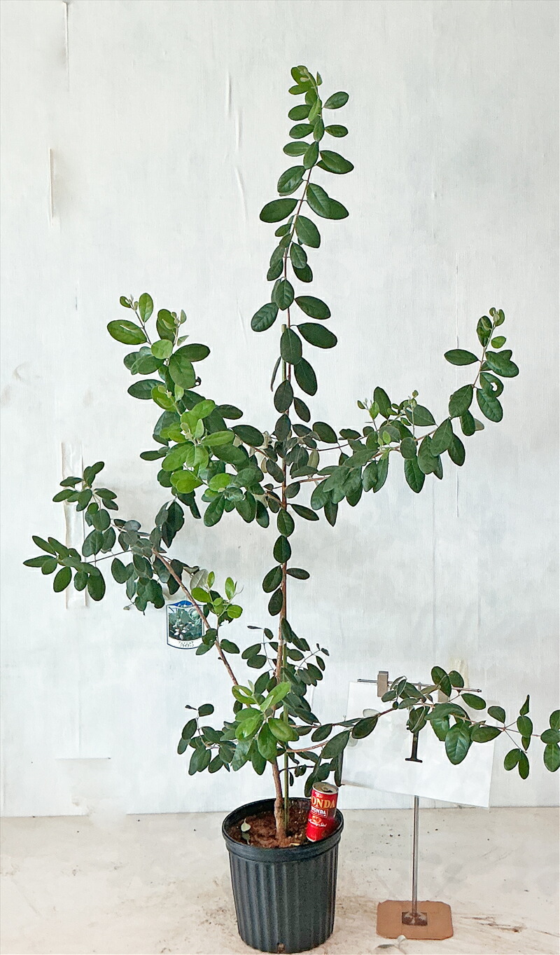 楽天市場】【現品】フェイジョア トライアンフ 苗木 7号 Y247 : 千草園芸