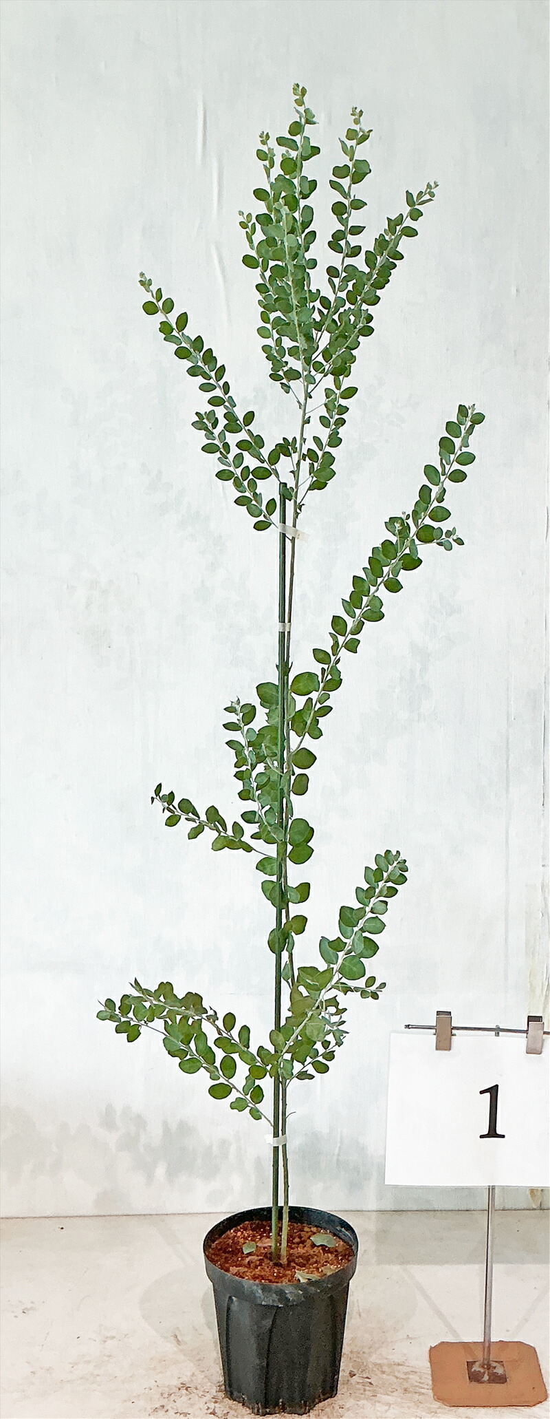 パールアカシア 苗 大型 180cm❗整った樹形 際立つシルバーリーフ パールアカシア 苗 大型 180cm❗整った樹形 際立つシルバー