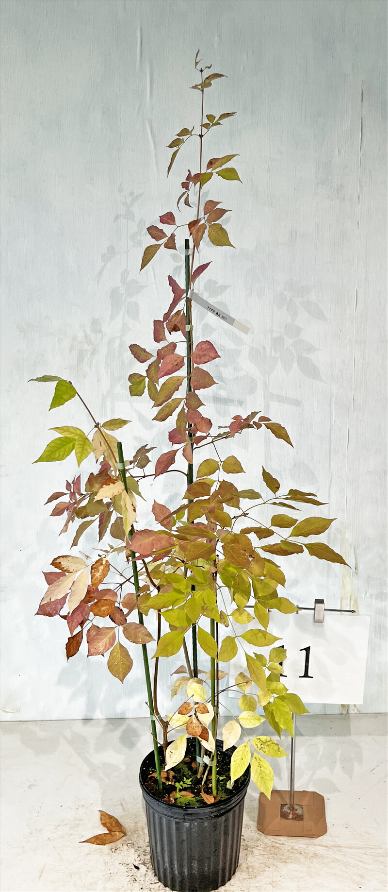 楽天市場】【現品発送】アオダモ 株立ち 10号 樹高1.8-2.0m(鉢底から