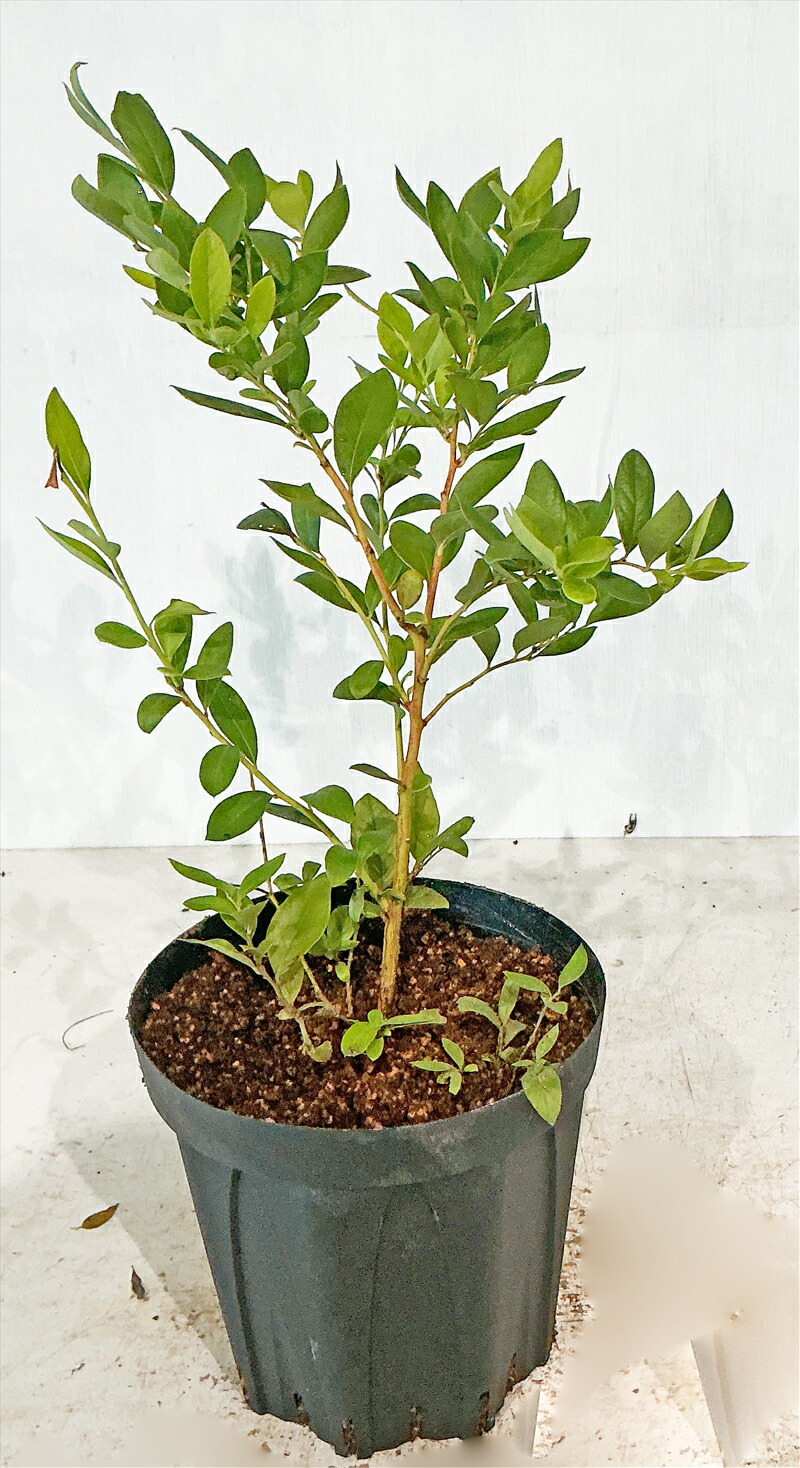 楽天市場】【ソヨゴ】 雌雄混合株 株立（寄せ株） メス木2本 オス木1