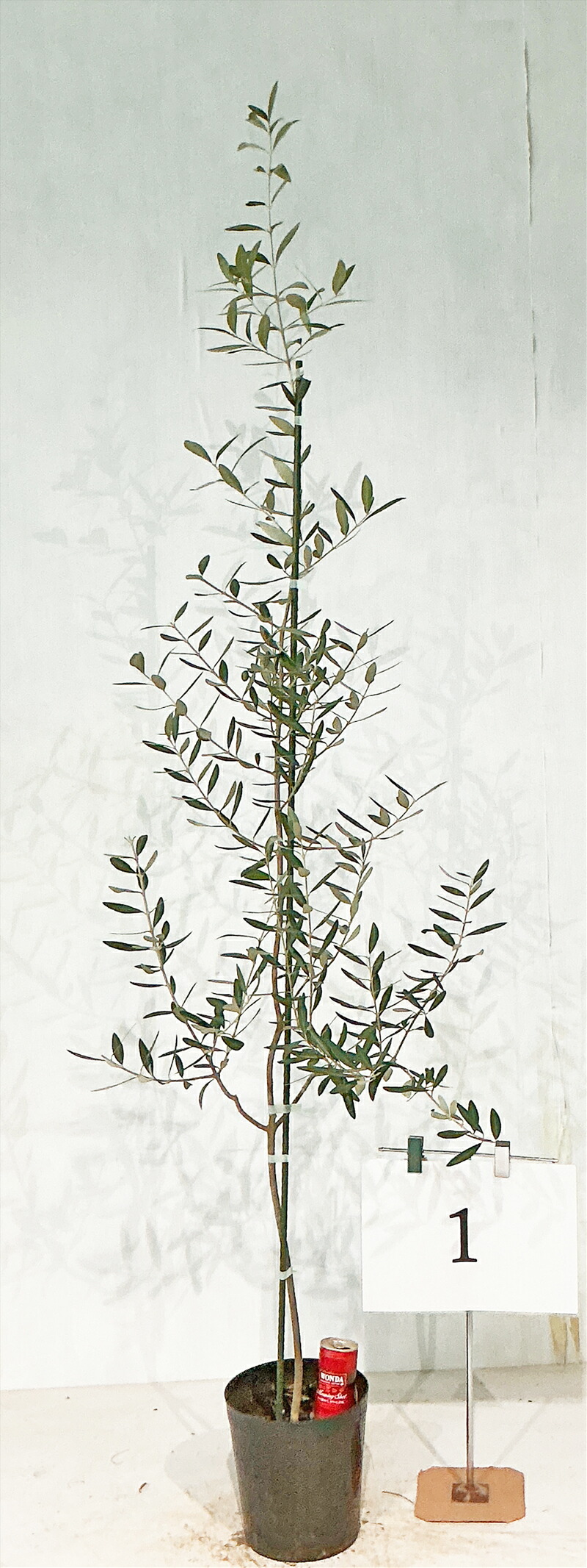 オリーブの木　カヨンヌ 実付き 接木　直立性植物 オリーブの木 カヨンヌ 実付き 接木 直立性植物