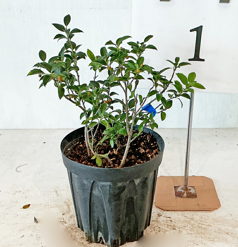 楽天市場】【ソヨゴ】 雌雄混合株 株立（寄せ株） メス木2本 オス木1