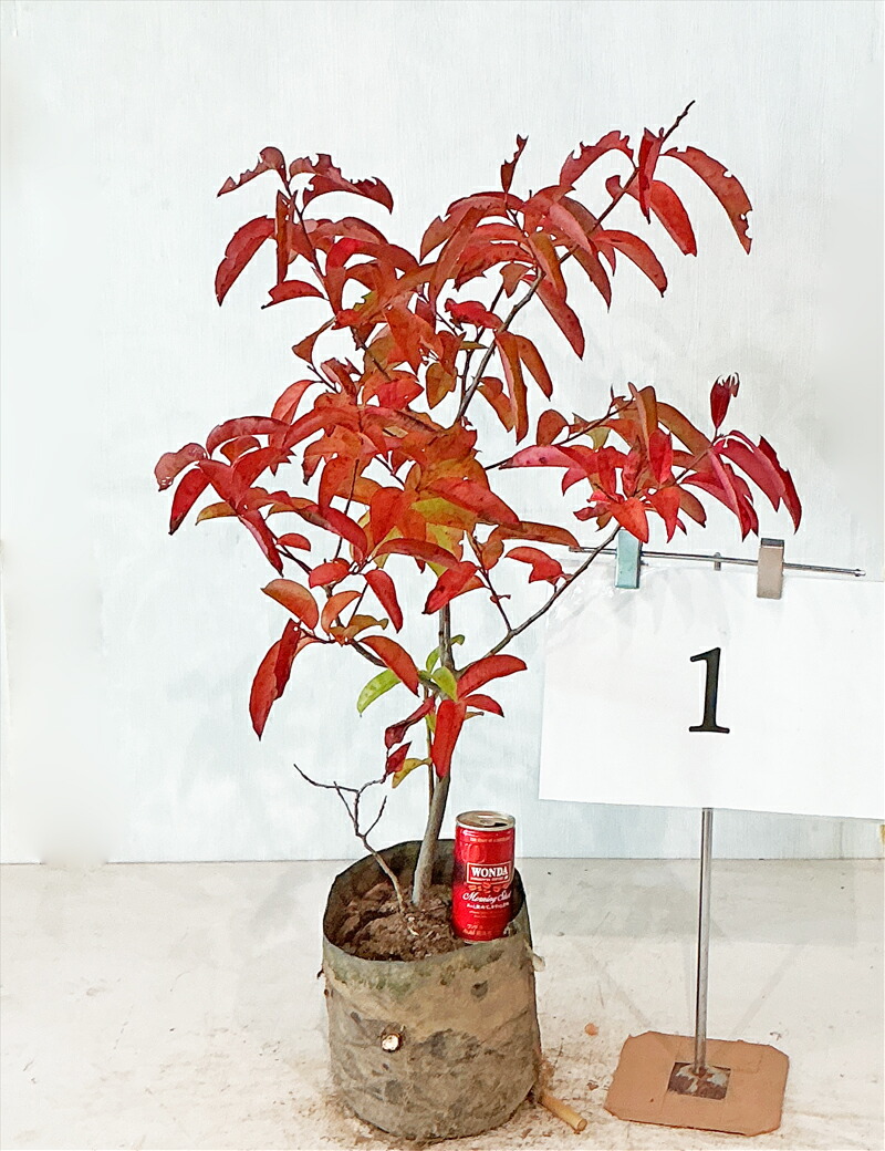 楽天市場】ナツハゼ 株立ち 樹高1.8〜2.0m前後(根鉢含まず) 単品