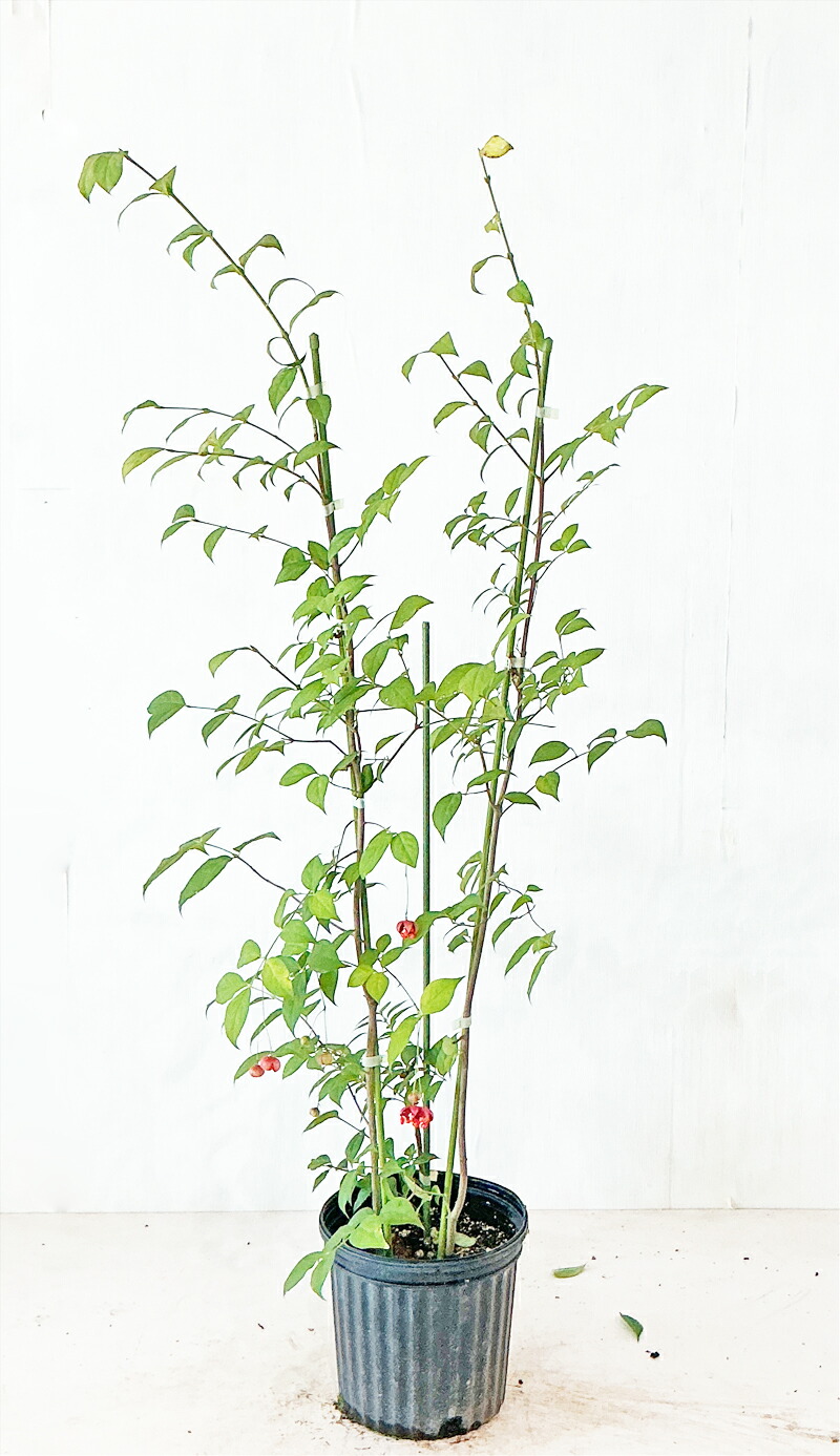 楽天市場】コハウチワカエデ 高さ約0.8m（鉢底から） 5号ポット