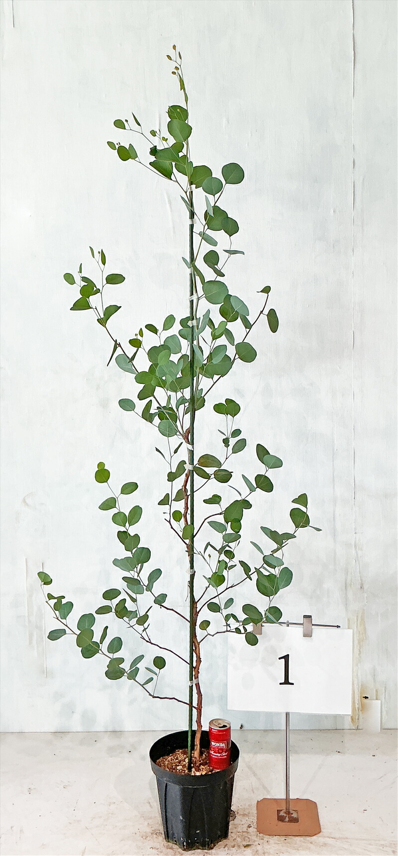 うめリクエスト商品　マルバノキ3.2M(鉢底から) うめ様専用リクエスト商品 マルバノキ3.2M(鉢底から)