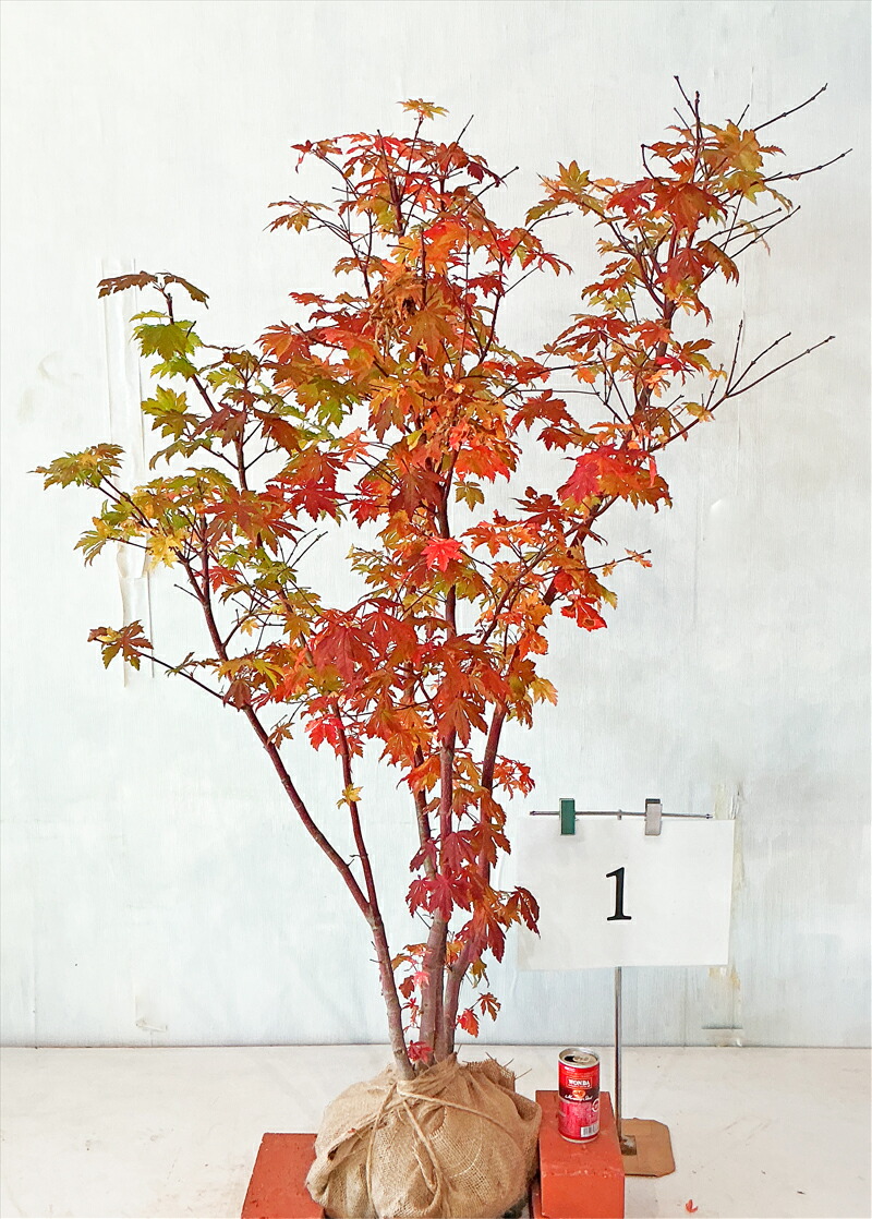 楽天市場】山採り【カエデ】楓 コハウチワカエデ 株立ち 自然樹形 樹高