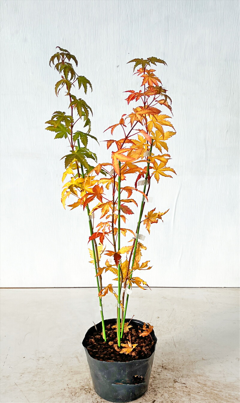 楽天市場】【現品/K733】コハウチワカエデ 株立ち 苗木 樹高約1.8m