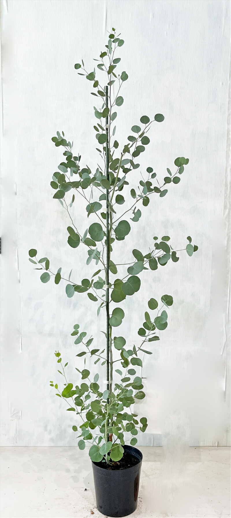 楽天市場】ユーカリ（ポポラス：丸葉） 10号 ぽってり スタイリッシュ