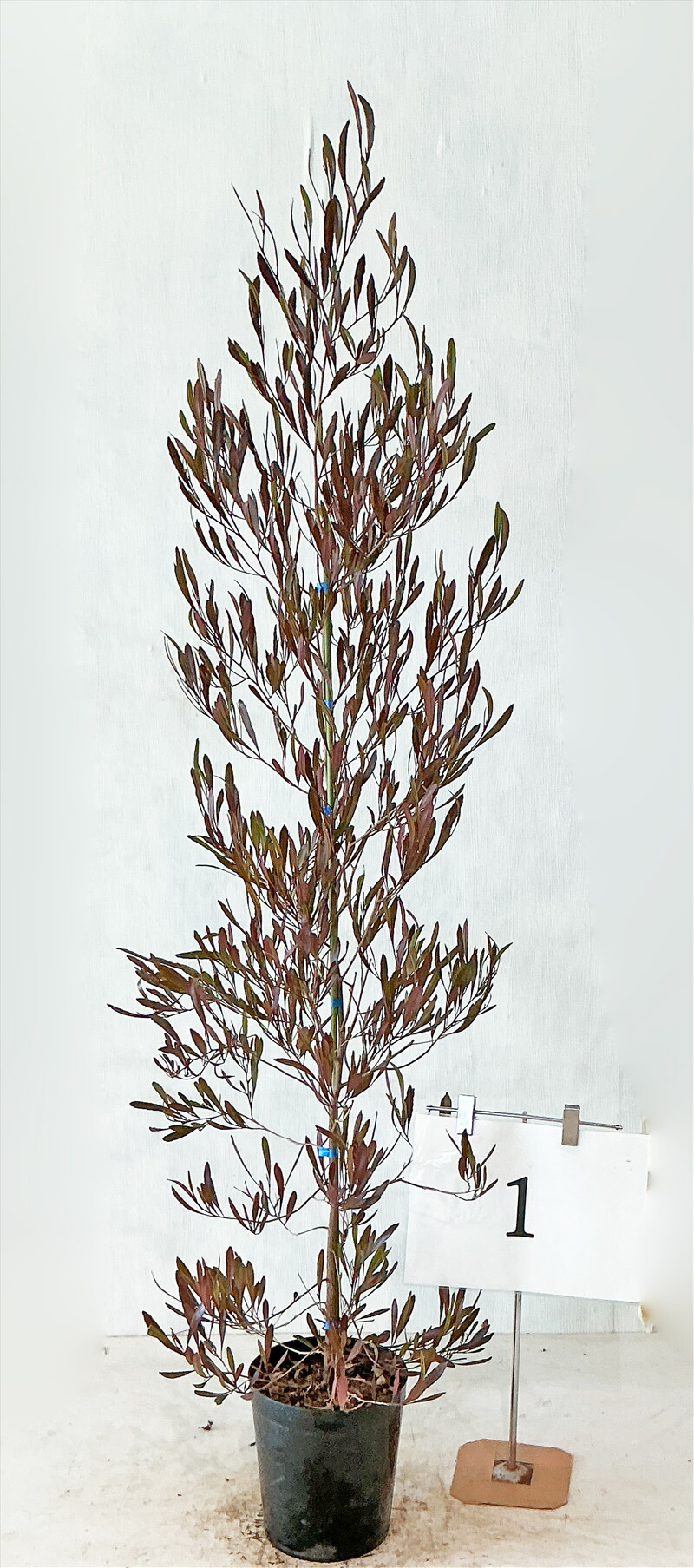 楽天市場】アオダモ 株立 寄せ植 高さ0.5m(鉢底から ）6号鉢 サンプル