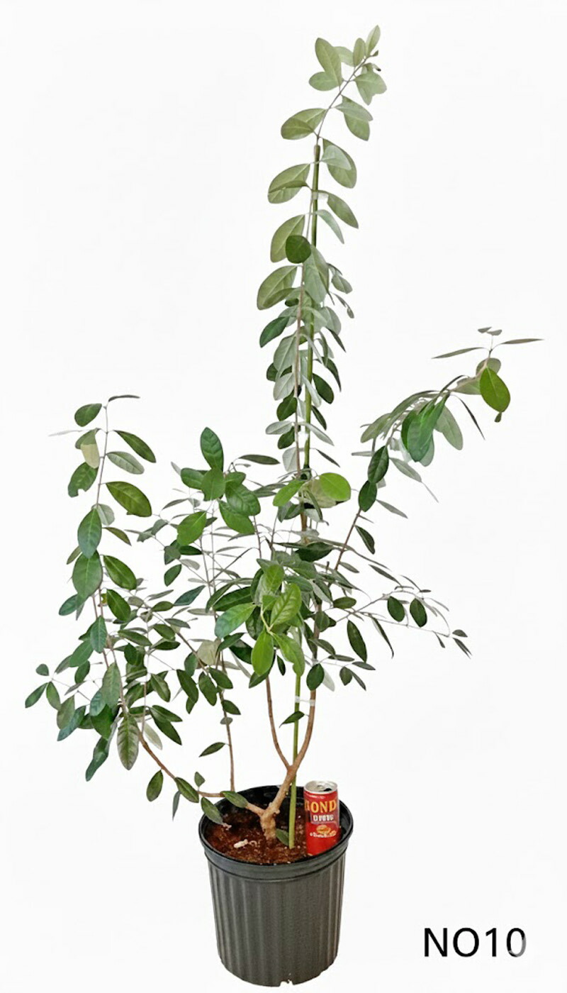 楽天市場】【現品発送】フェイジョア(アポロ) 実のなる特大サイズ