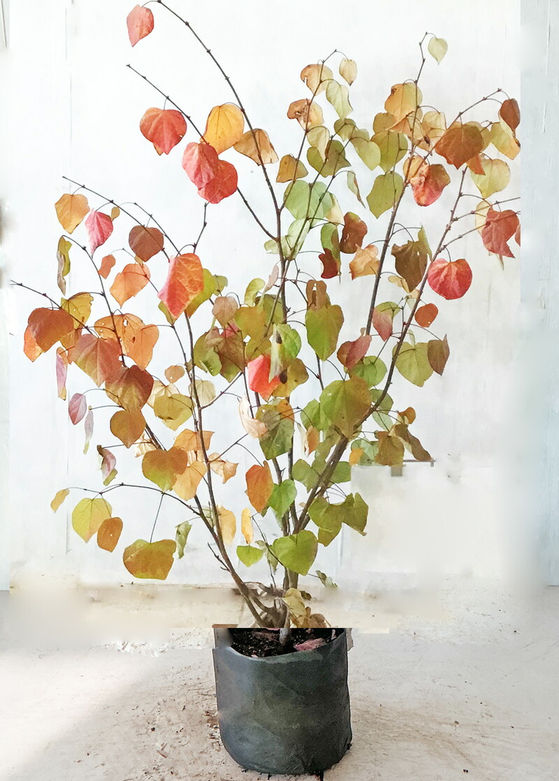 楽天市場】送料無料 120cm シンボルツリー 庭木 落葉樹 初心者 ハート