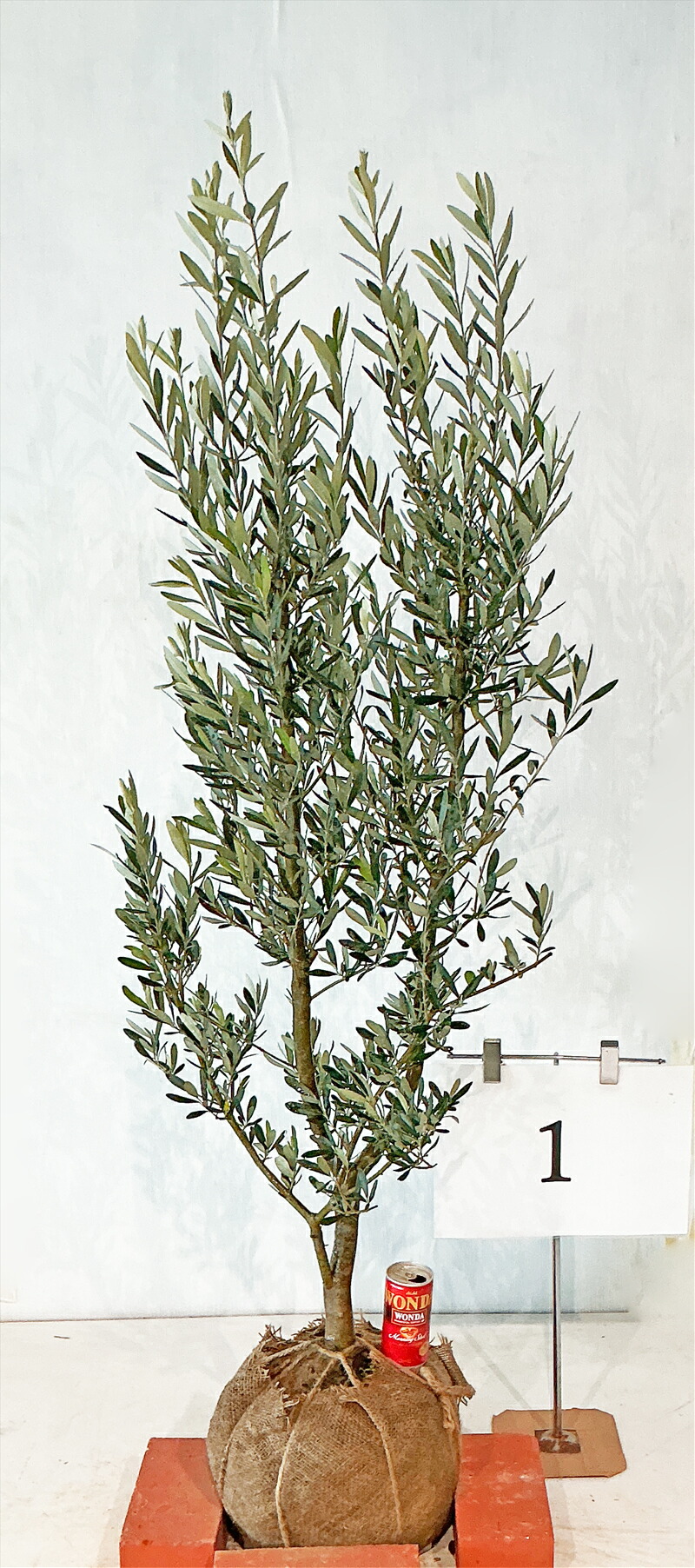 楽天市場】［生産者直送］オリーブ シプレシーノ シプレッシーノ 樹高