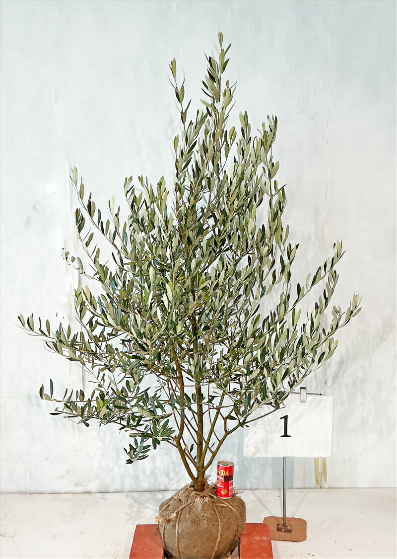 オリーブ　シプレシーノ　高さ約1.4m 鉢底から 樹形もきれい　3 楽天市場】オリーブ シプレシーノ 高さ約1.3m～1.4m 【現品発送】 画像