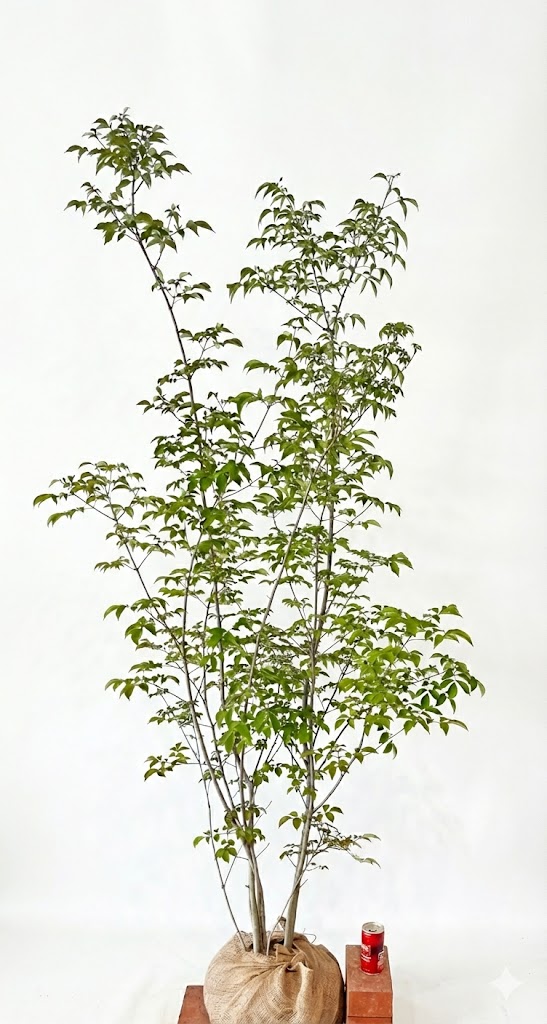 楽天市場】【不在置きOK限定販売価格】【山採りもの】アオダモ2.5m程度