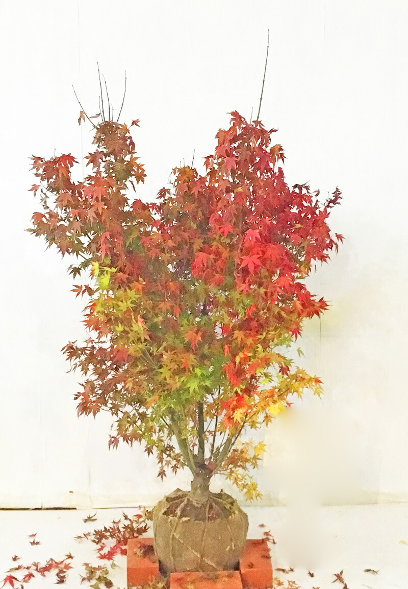 楽天市場】【不在置きOK限定販売価格】イロハモミジ 本株立 2.4m程度