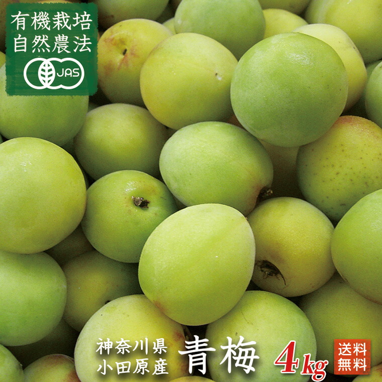 有機青梅・生梅【梅酒・梅シロップ用・神奈川県産】オーガニック青梅４ｋｇ【送料無料・数量限定】有機JAS
