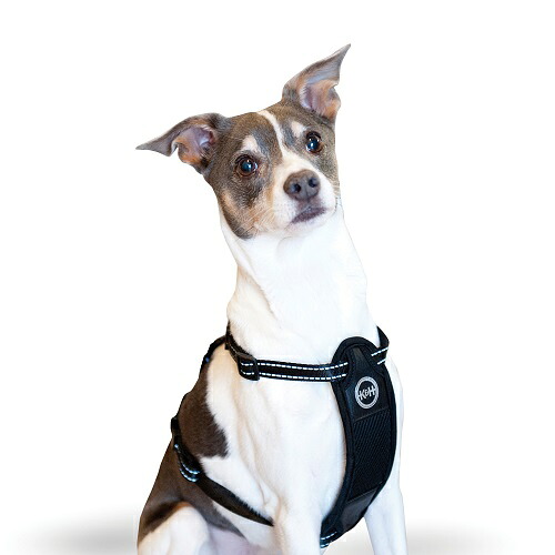 Kh Travel Harness Kh74 Safety X Large Xl Xlサイズ おでかけ シートベルト セーフティ トラベル ドライブ ハーネス ブラック ペット ペットグッズ 便利 安全 犬 胴輪 自動車 首輪 最大99 オフ Safety Kh Travel Harness Kh74 Safety X Large Xl Xlサイズ おでかけ シートベルト セーフティ トラベル ドライブ ハーネス ブラック ペット ペットグッズ 便利 安全 犬 胴輪 自動車 首輪 最大99 オフ Safety