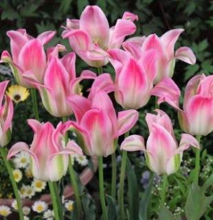 楽天市場 チューリップ 球根 ピンクインプレッション ５球入 新潟県花卉球根農業協同組合