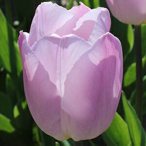 楽天市場 チューリップ 球根 ピンクインプレッション ５球入 新潟県花卉球根農業協同組合