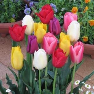 楽天市場 チューリップ 球根 ピンクインプレッション ５球入 新潟県花卉球根農業協同組合