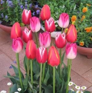 楽天市場 チューリップ 球根 ピンクインプレッション ５球入 新潟県花卉球根農業協同組合