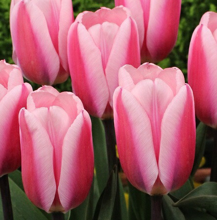 楽天市場 チューリップ 球根 ピンクインプレッション ５球入 新潟県花卉球根農業協同組合