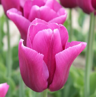 楽天市場 チューリップ 球根 ピンクインプレッション ５球入 新潟県花卉球根農業協同組合