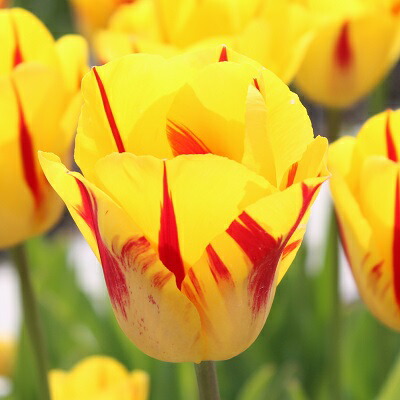 【値下げしました！】チュウリップ 値下げしました！】チュウリップ 値下げチューリップ買っちゃっ