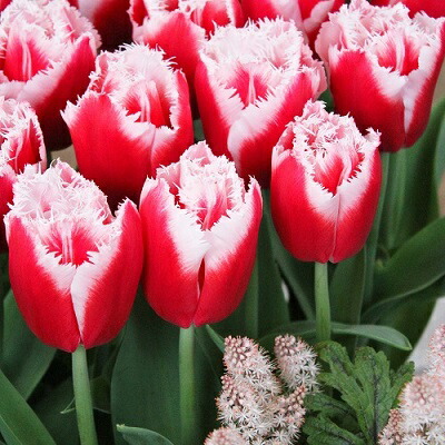 楽天市場 チューリップ 球根 ピンクインプレッション ５球入 新潟県花卉球根農業協同組合