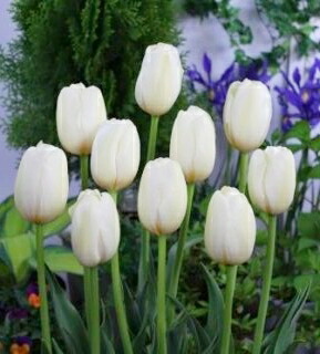 楽天市場 チューリップ 球根 ピンクインプレッション ５球入 新潟県花卉球根農業協同組合