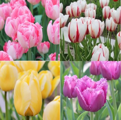 楽天市場】チューリップ図鑑 一重咲混合 10品種10球入り : 吉谷農芸