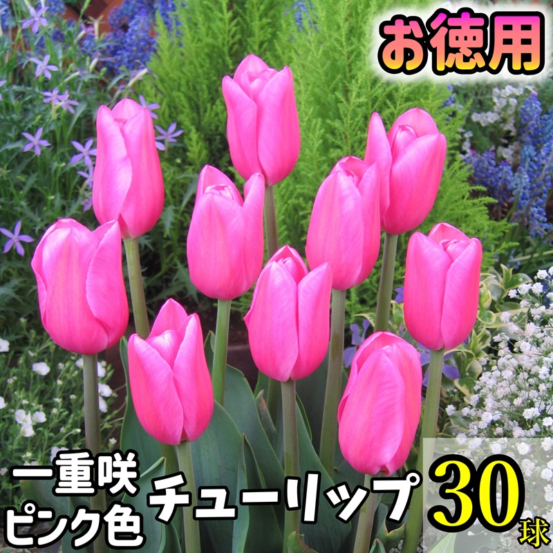 楽天市場】富山産チューリップ 単色咲き 混合 球根 （18球入り