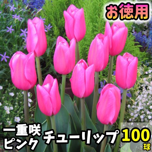 【お徳用】チューリップ　球根　桃色　100球入
