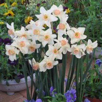 香合　花仙 楽天市場】球根 芳香水仙 ベルソング 福花園 2球 fke : フラワーネット