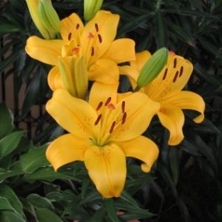 楽天市場】山百合（ヤマユリ）ゴールドバンド球根 特大球 球周22〜24cm