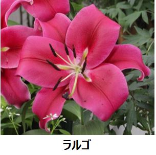 市場 オリエンタルユリ カサブランカシリーズ４球入 新潟県花卉球根農業協同組合 球根